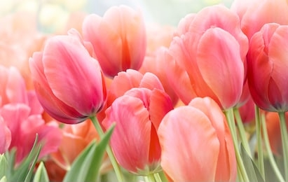 pink tulips in pastel coral tints at blurry background, closeup. fresh spring flowers in the garden with soft sunlight for your horizontal floral poster, wallpaper or holidays card.