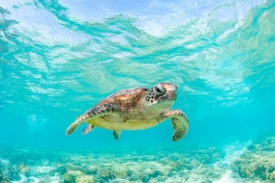a green sea turtle swimming in crystal clear waters of a shallow lagoon.