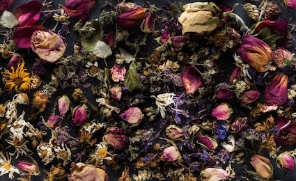 floral background poster. healing herbs and flowers background, top view