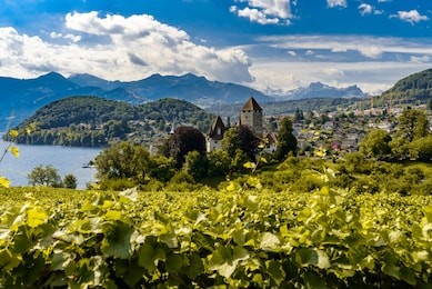 wine growing at the castle spiez in switzerland