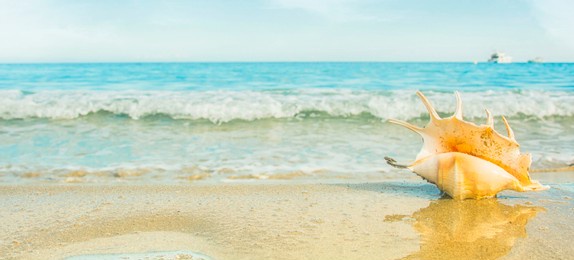 sea shells on tropical sand turquoise sea, summer vacation travel concept