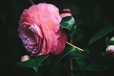 beautiful japanese camellia pink flowers (camelia japonica), dark moody rose petal background, delicate floral background. symbol of spring. scene at a secret garden. selective focus. 