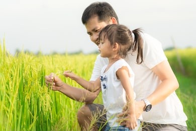 asian father and daughter are holding the rice in the rice field together with happiness moment of learning, concept of nature learning for kid in family lifestyle.