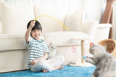 cute asian child playing with two cats in living room.