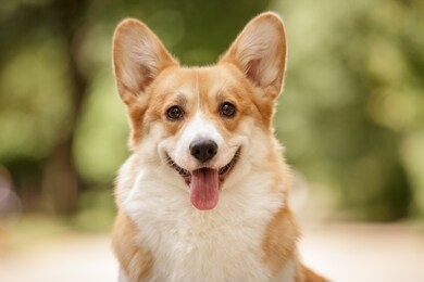 happy smiling face of pembroke whelsh corgi dog outdoor in summer