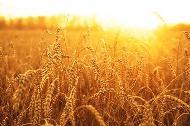 backdrop of ripening ears of yellow wheat field on the sunset cloudy orange sky background copy space of the setting sun rays on horizon in rural meadow close up nature photo  idea of a rich harvest
