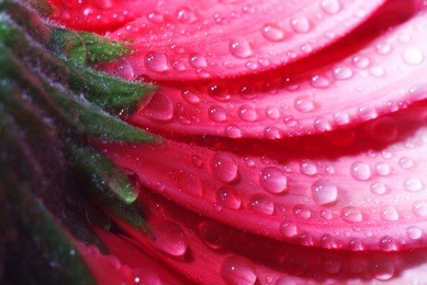 pink flower with dew drops closeup