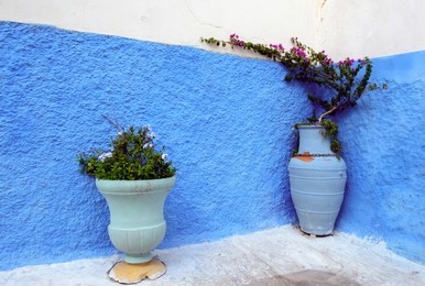 pots with flowers on a street with blue painted walls in medina of rabat, morocco