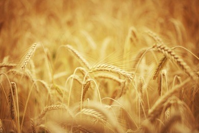 wheat - close up of a wheat field.