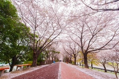 busan, south korea, april 5, 2018
spring cherry blossom season at  sanrak riverside park promenade ,busan 