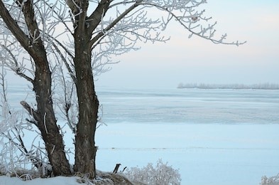 landscape with trees at snowy shore of frozen river. closeup a two trunk of poplar tree with hoar frost on branches. pink blue sky over horizon in cold weather in winter evening.