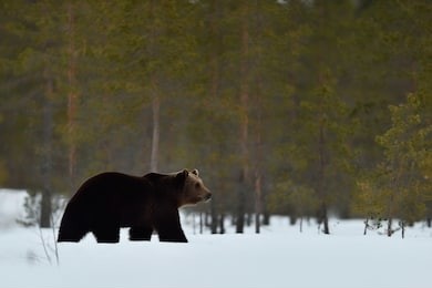 brown bear walking on snow in forest. bear in snowy forest scenery.