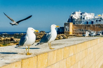 essaouira, morocco. view of the panorama of the city and the medieval old ancient medina of essaouira. landscape with the city.
