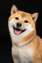 shiba inu dog