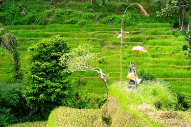 beautiful rice terraces in bali, indonesia.