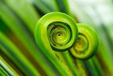 the green fern origin  to in the nature