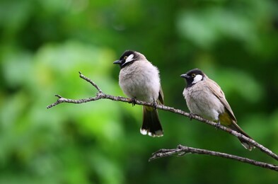 cuckoo birds perched on a branch