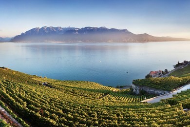 aerial panoramic view of the city of vevey at lake geneva with vineyards of famous lavaux wine region on a beautiful sunny day with blue sky in summer, canton of vaud, switzerland