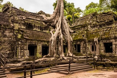giant tree in ta prohm temple - cambodia