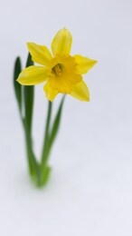 beautiful yellow blossoming narcissus bursts out of the white snow in winter