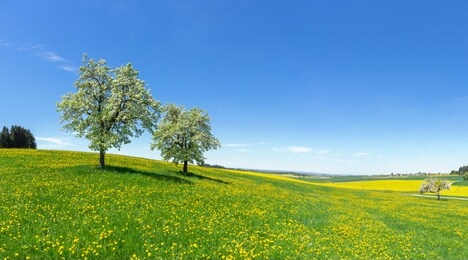 two blooming fruit trees on a hilly flower meadow in spring in rural landscape with blue sky