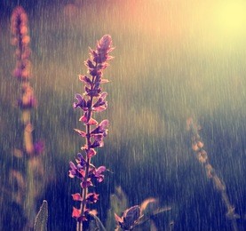 vintage photo of purple wild flower in rain