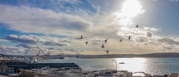 looking into the puget sound from seattle washington, you can see a ferris wheel, a shipping yard and buildings with the sun reflecting on the water and moving birds fly by on a nice sunny day.