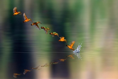 amazing bird kingfisher. diving bird. colorful nature background.  