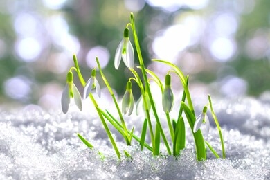 snowdrops in the snow, spring white flower on blur background. close up with selective focus. beautifull snowdrop flower coming out from real snow. delicate flowers for women's day. beautiful bokeh.