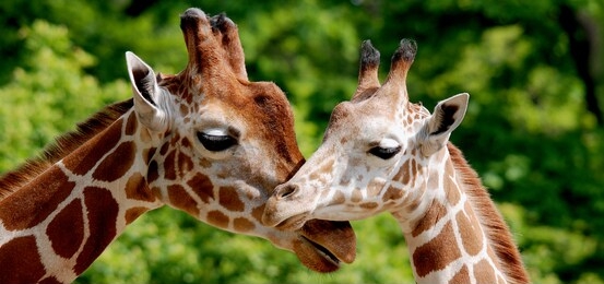the giraffe (giraffa camelopardalis) is an african even-toed ungulate mammal, the tallest of all extant land-living animal species, and the largest ruminant.
