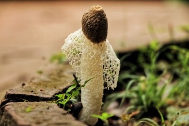 reticulum or mushroom, bamboo pulp, augustus mushroom (dictyophora indusiata). there are many species. there are 4 species found in thailand and can be eaten entirely. the remaining species are found 