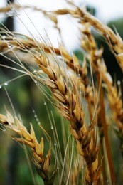 wheat