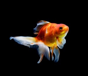 goldfish isolated on a dark black background