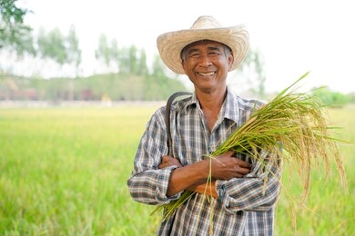 happy thai male farmer harvesting rice in countryside thailand.