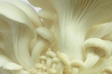 macro of  mushroom