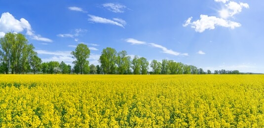 blooming rape field in front of a row of trees in spring with blue sky and sunshine