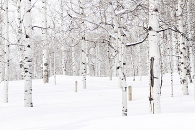 aspen forest covered in fresh snow.