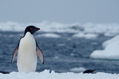 adélie penguin (pygoscelis adeliae), antarctica