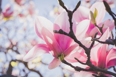 magnolia blossoms in australia
