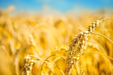 ripe golden wheat