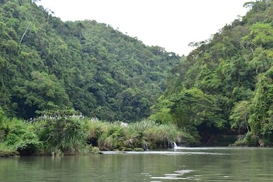 tropical trees lining the banks of loboc river in bohol, philippines