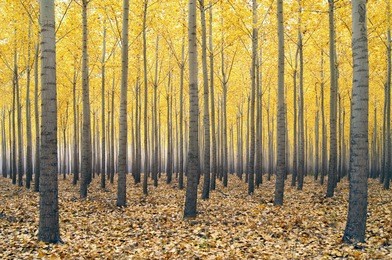rows of tree trunks with yellow autumn foliage.