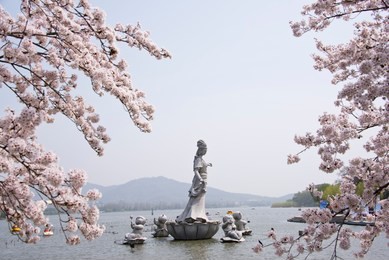 cherry blossoms in xuanwu lake, nanjing, china