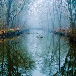 misty swamp