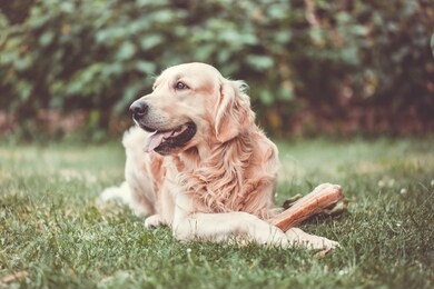 cute golden retriever playing / eating with bone consists of some pork skin on the huge garden, looking happy (color toned image)