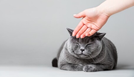 woman petting sleepy cat on the floor. domestic animal, british shorthair cat.