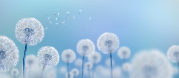 white dandelions on blue background, wide view