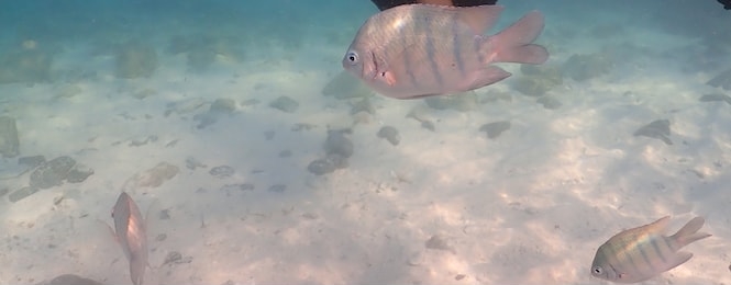 梦见海水把好多鱼冲到地上，探索梦境背后的深层含义