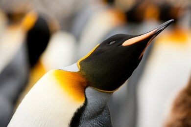 curious emperor penguin (aptenodytes forsteri) leans across to get a better look.