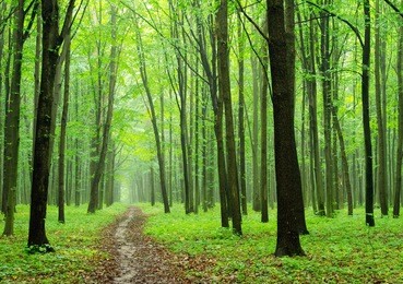 green forest background in sunny day